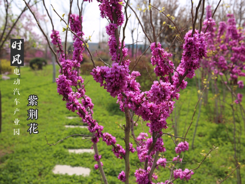 龙八国际电动工业园紫；；；；